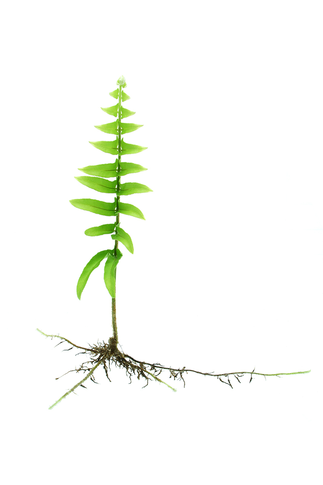 Young growing fern plant with roots isolated on white background
